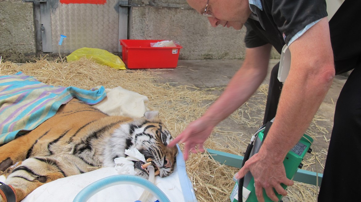 Russell Tucker working with tigers at Auckland Zoo