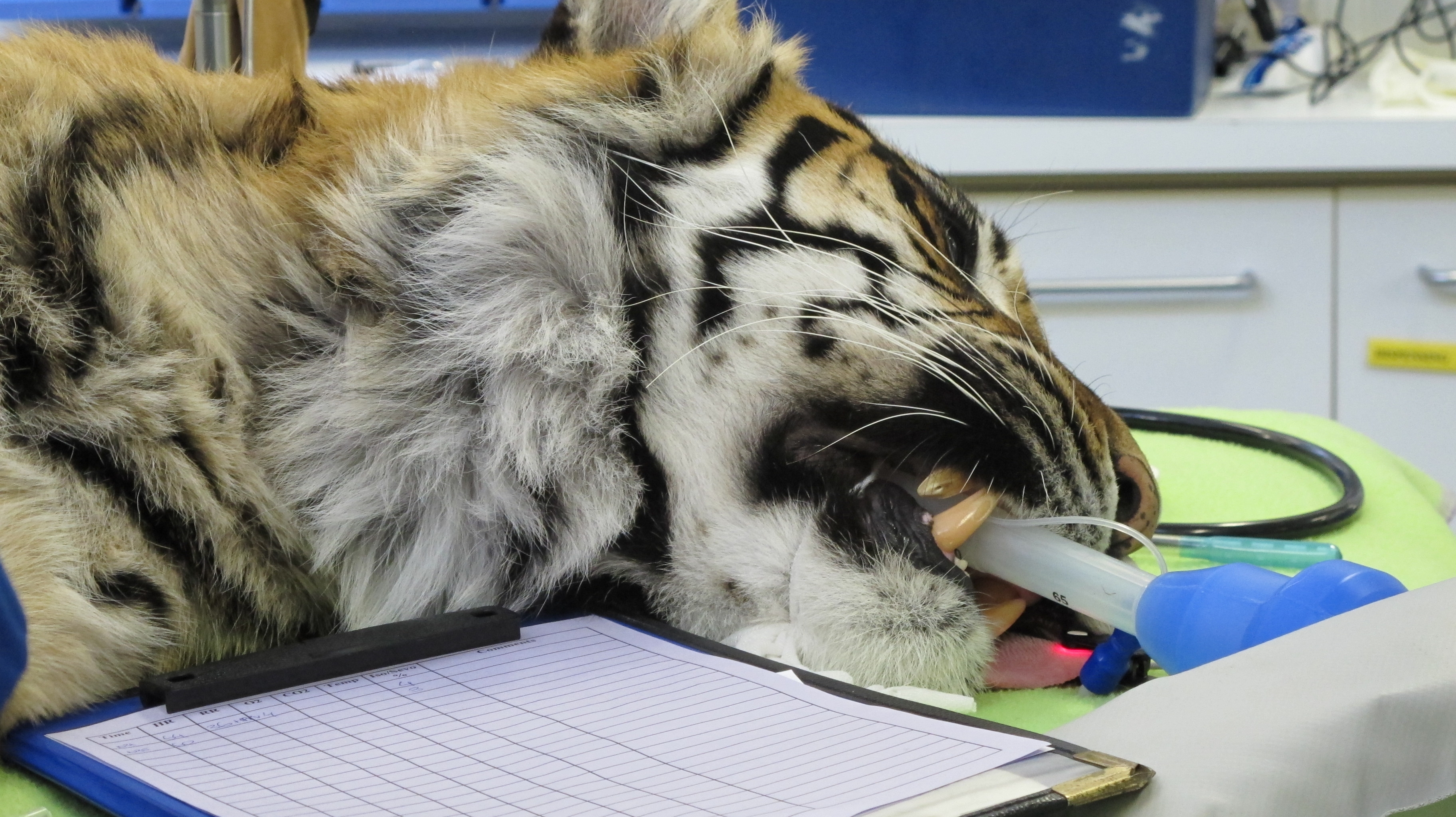 Russell Tucker doing dental surgery on a tiger
