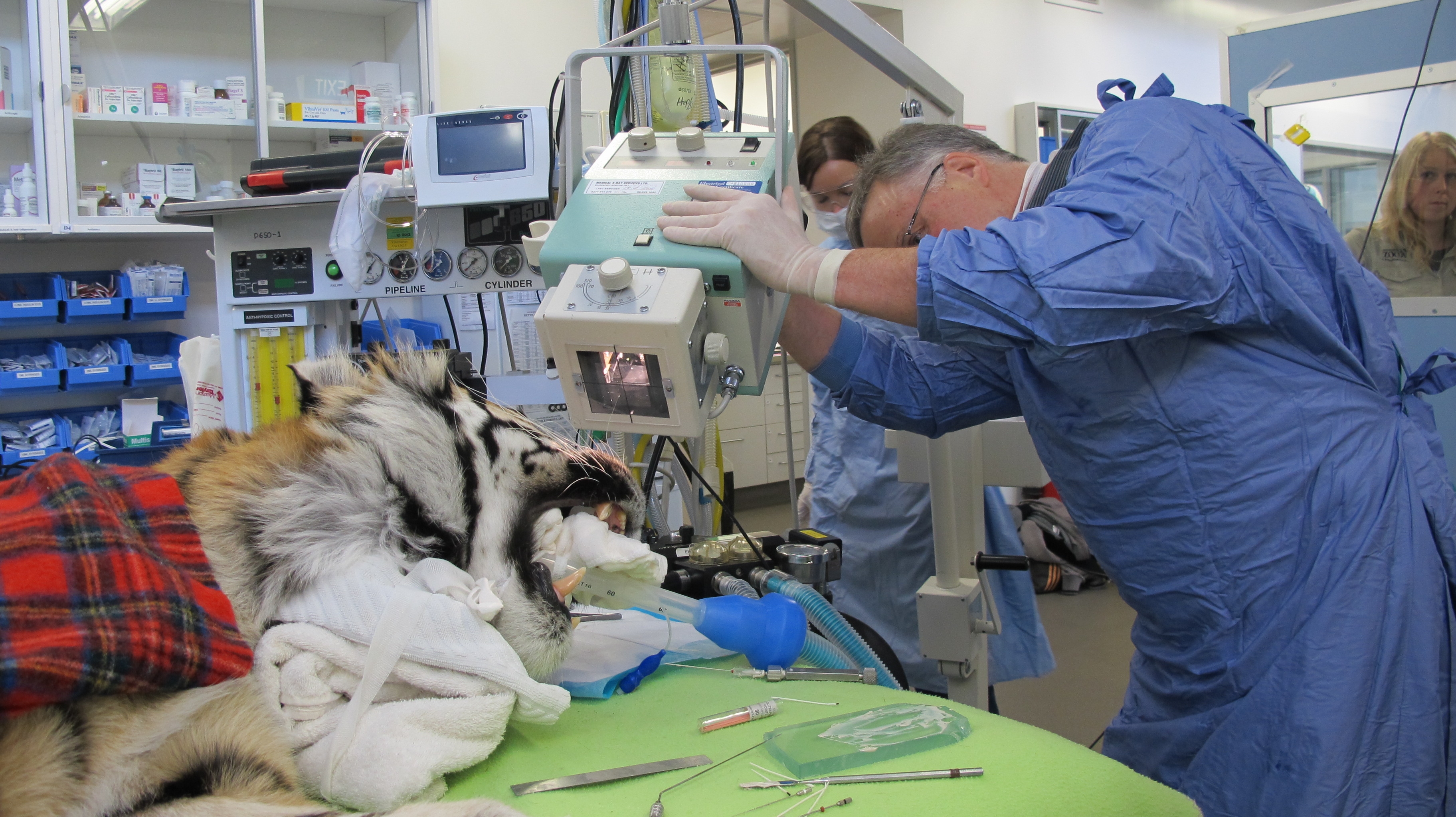 Tiget having a dental xray