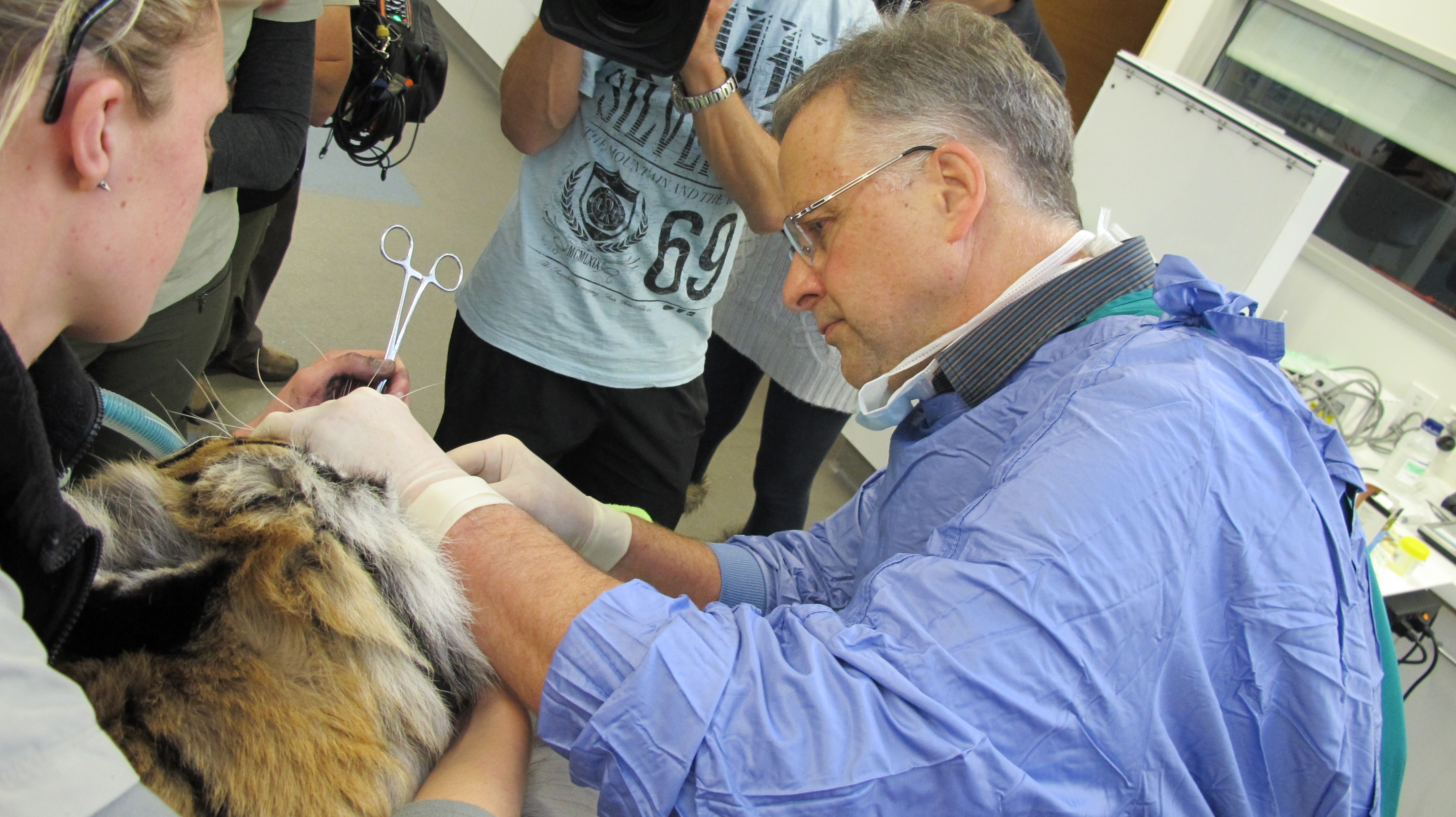 Tiger having dental surgery