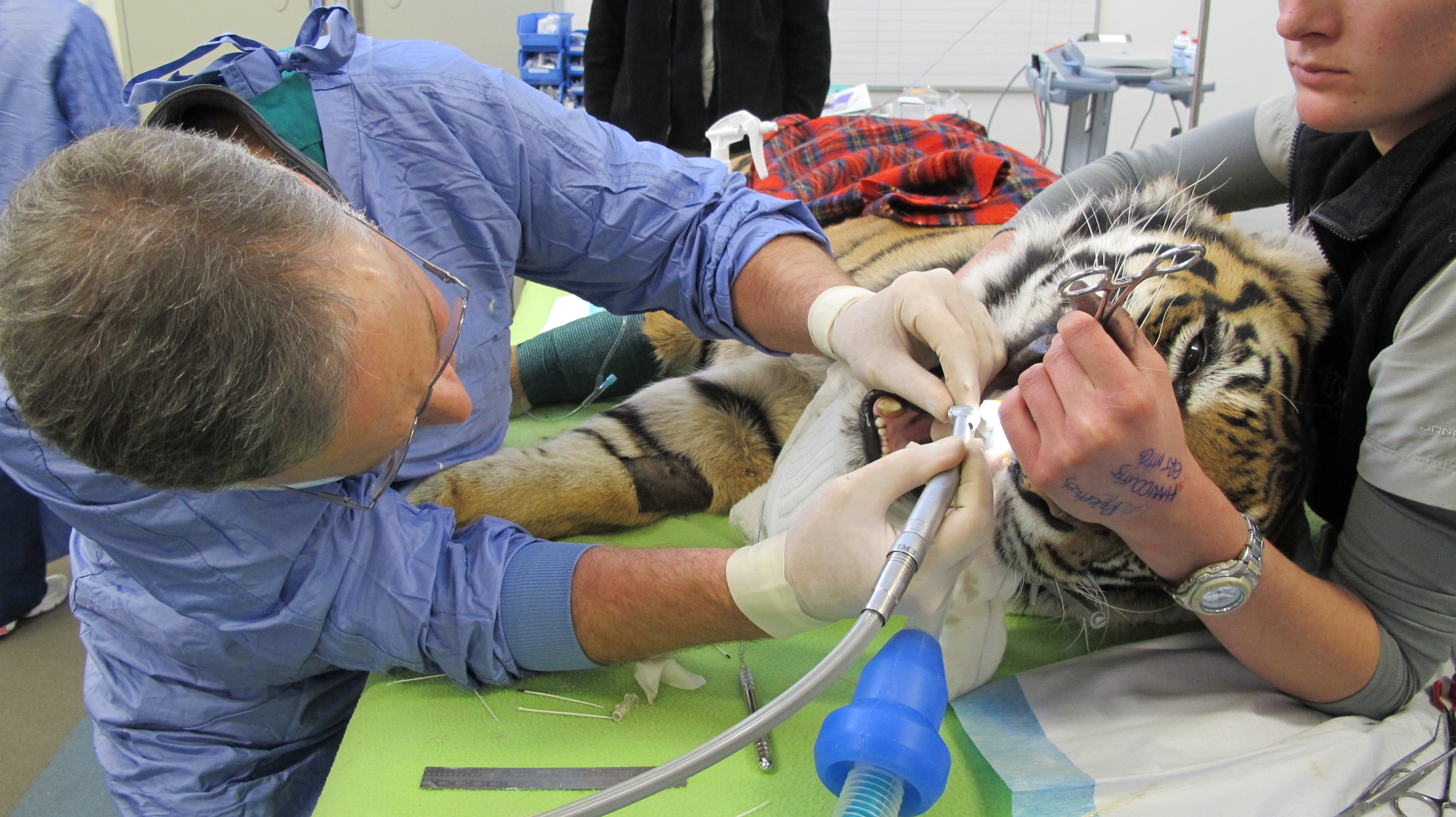Tiger having dental surgery