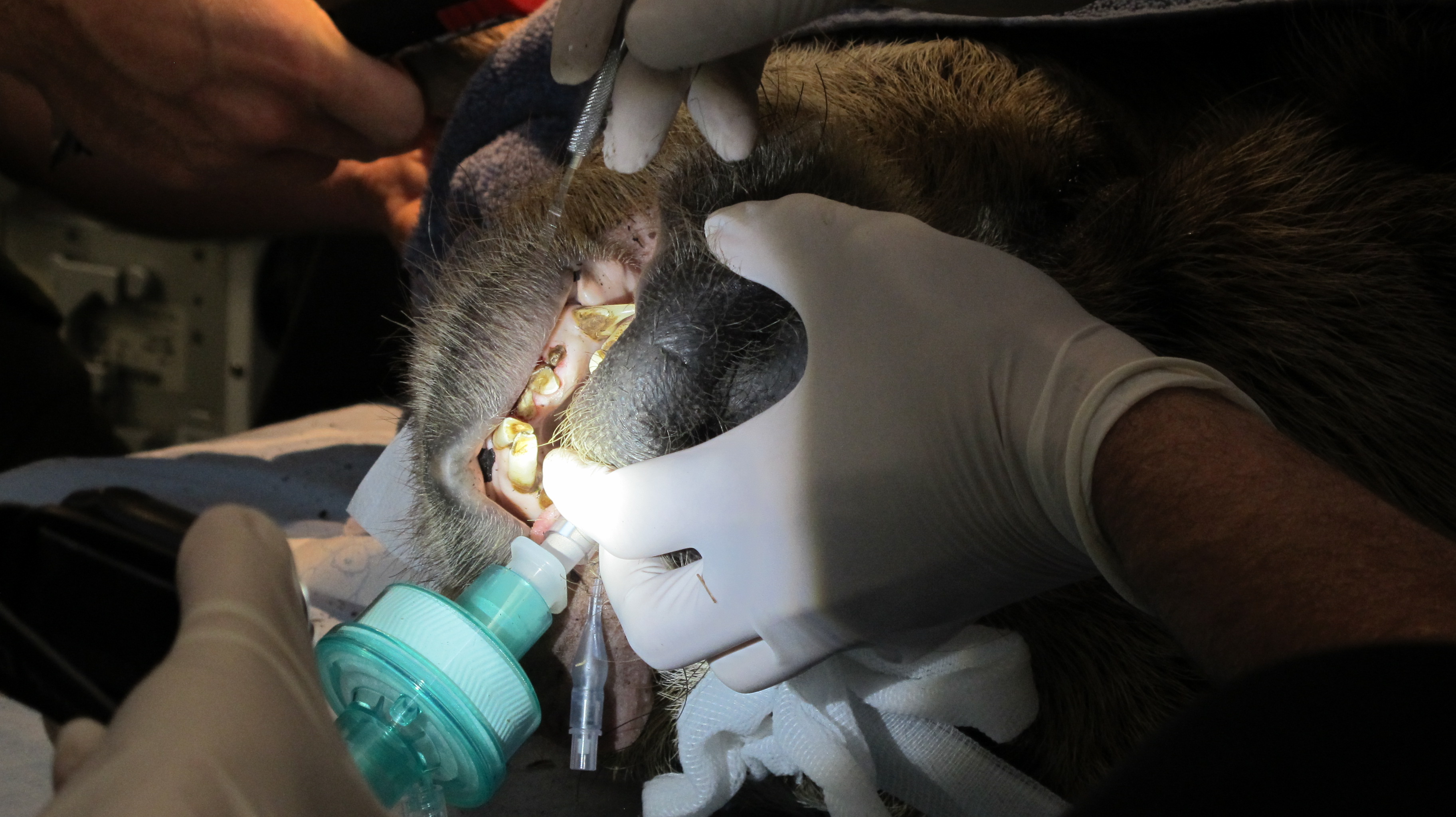 Russell Tucker doing dental work on an orangutan at auckland zoo