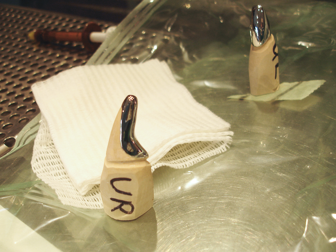 a dental crown for a dog