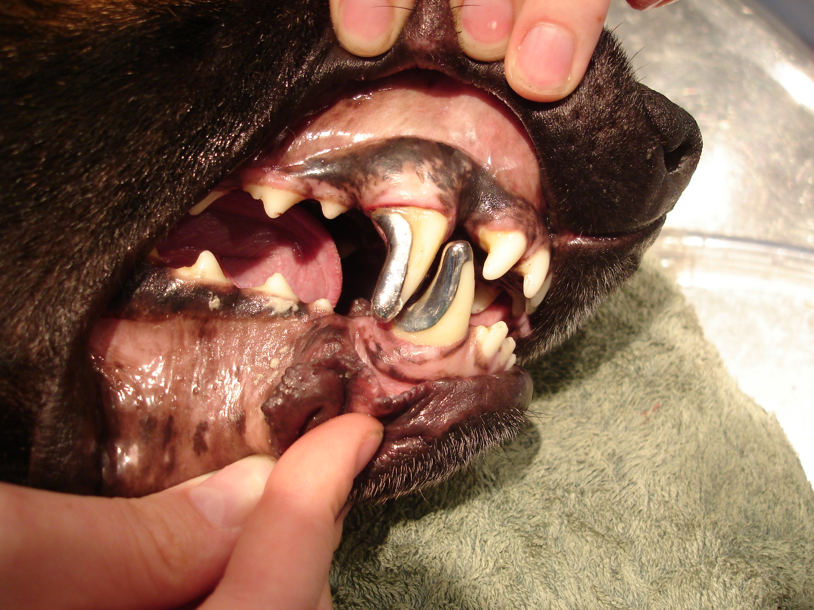 metal crown in a police dog