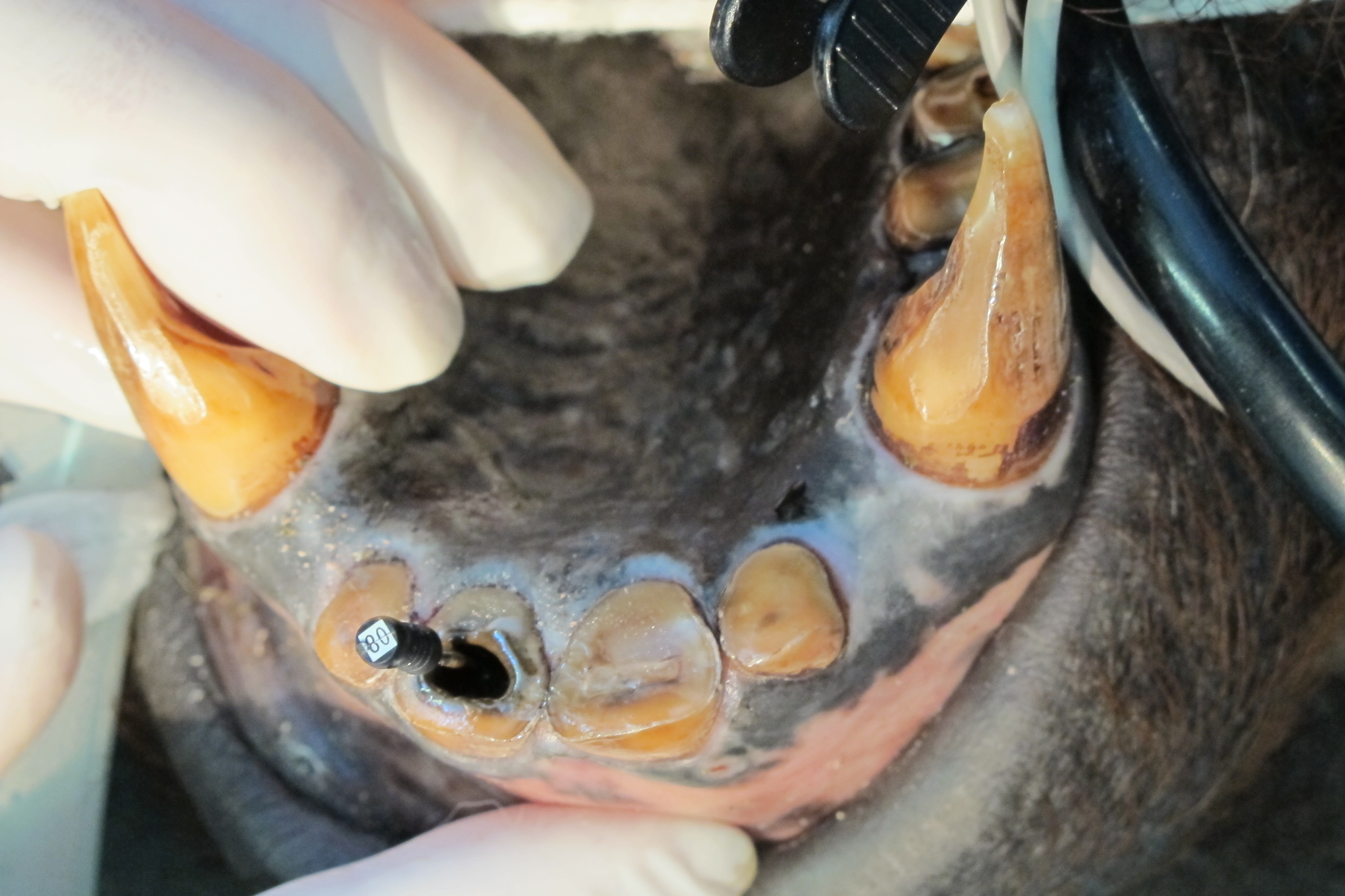 Orangutan having root canal