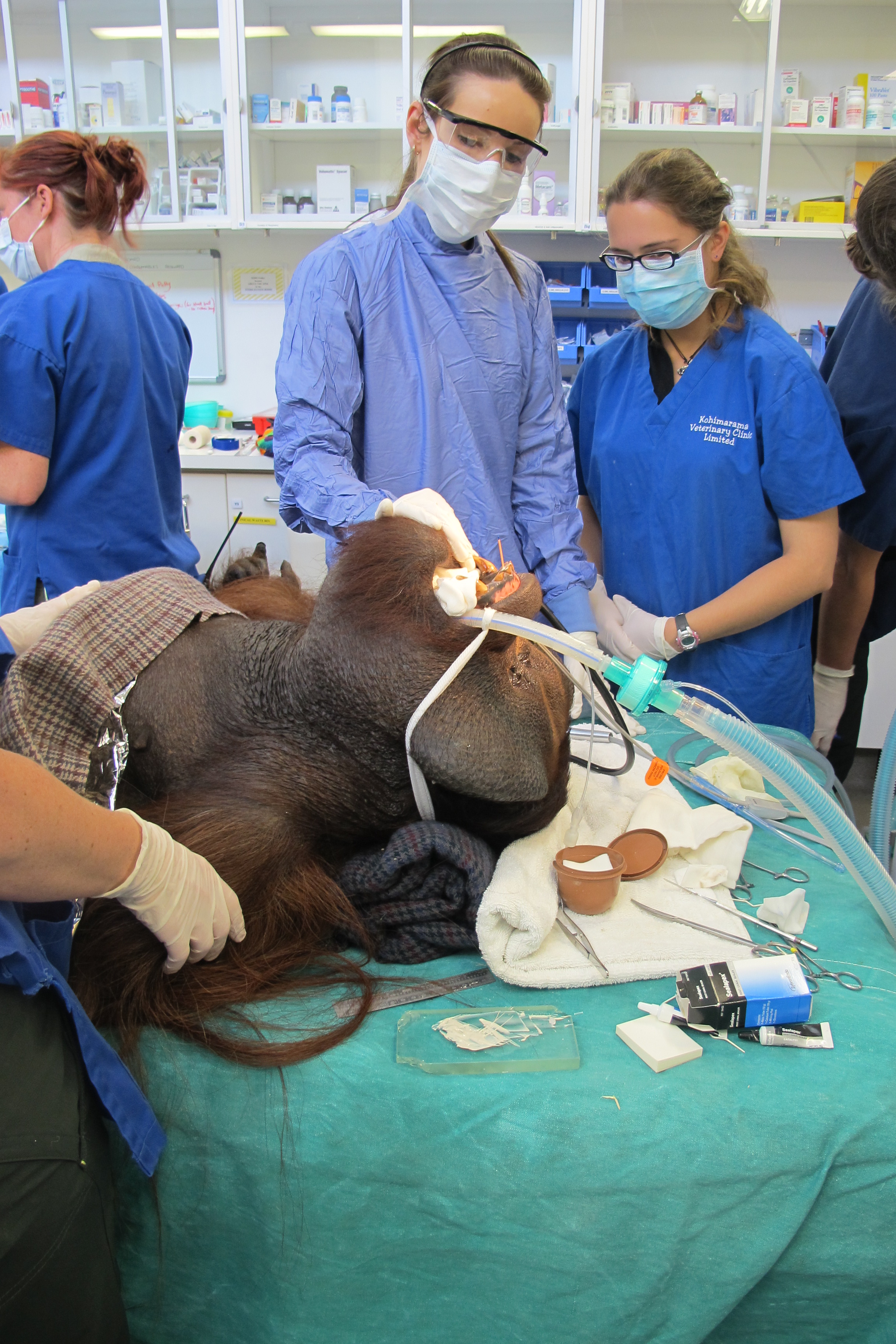 Orangutan having dental surgery