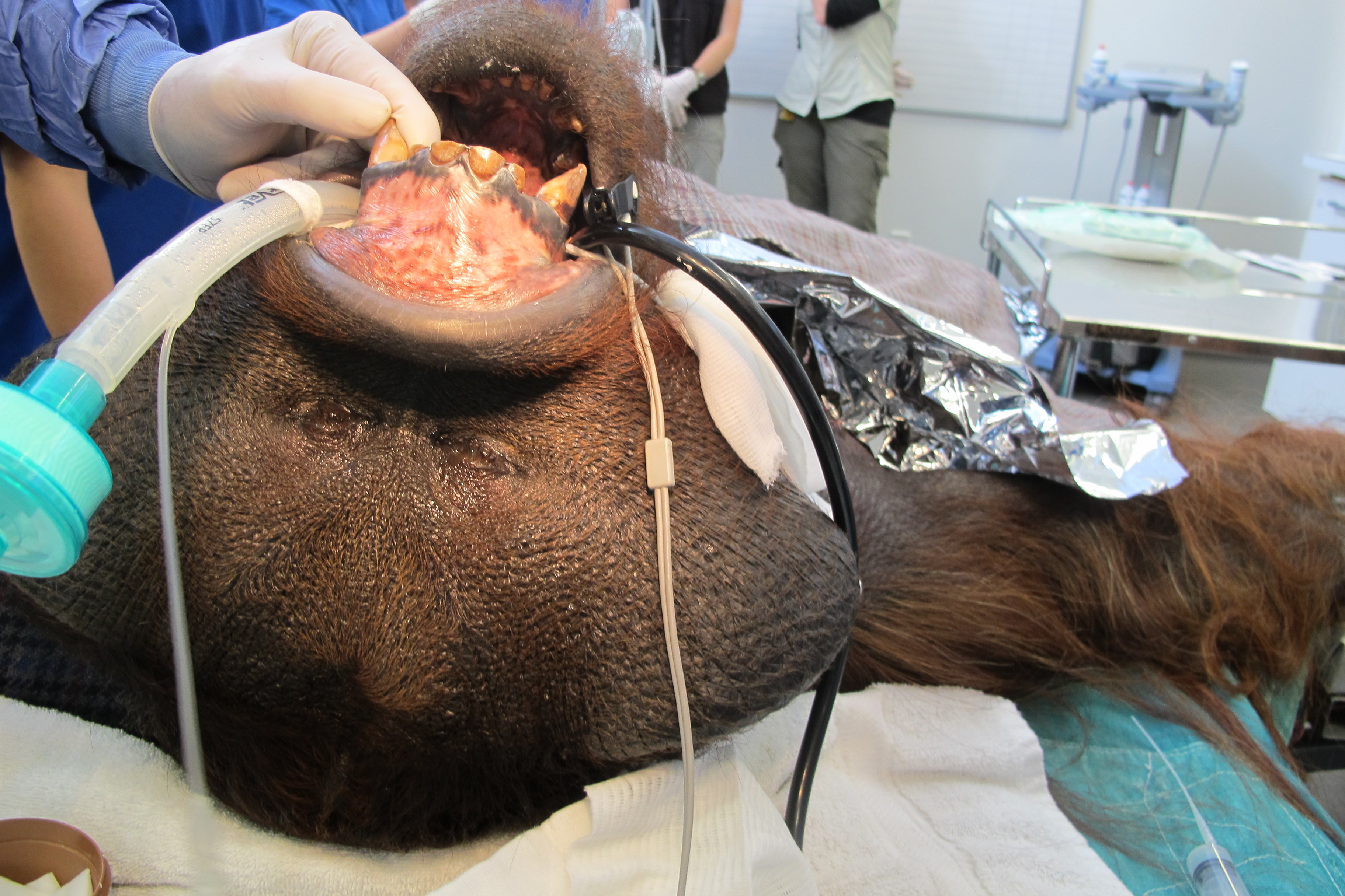 Orangutan having dental surgery