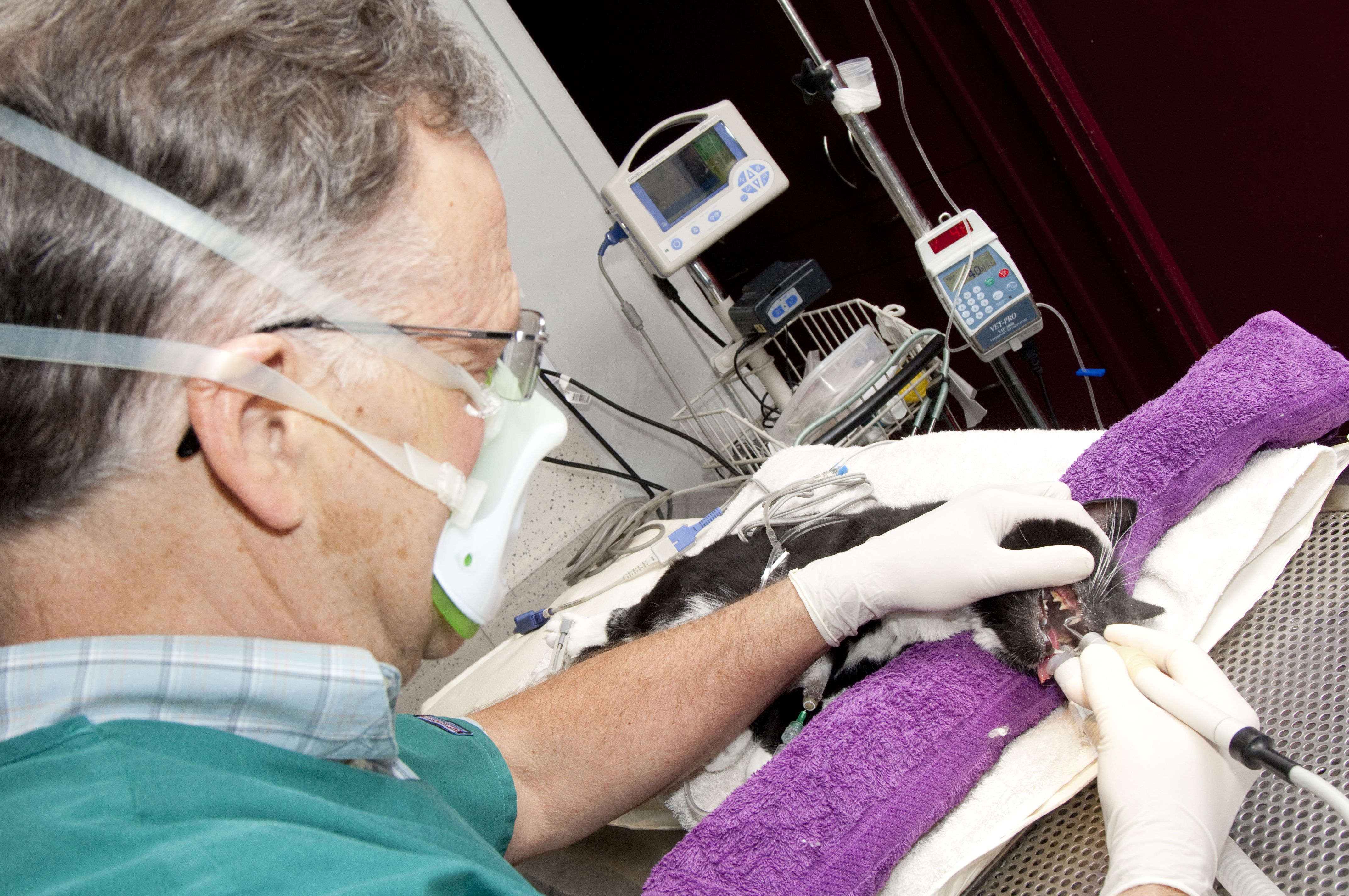 Russell Tucker cleaning a cats teeth