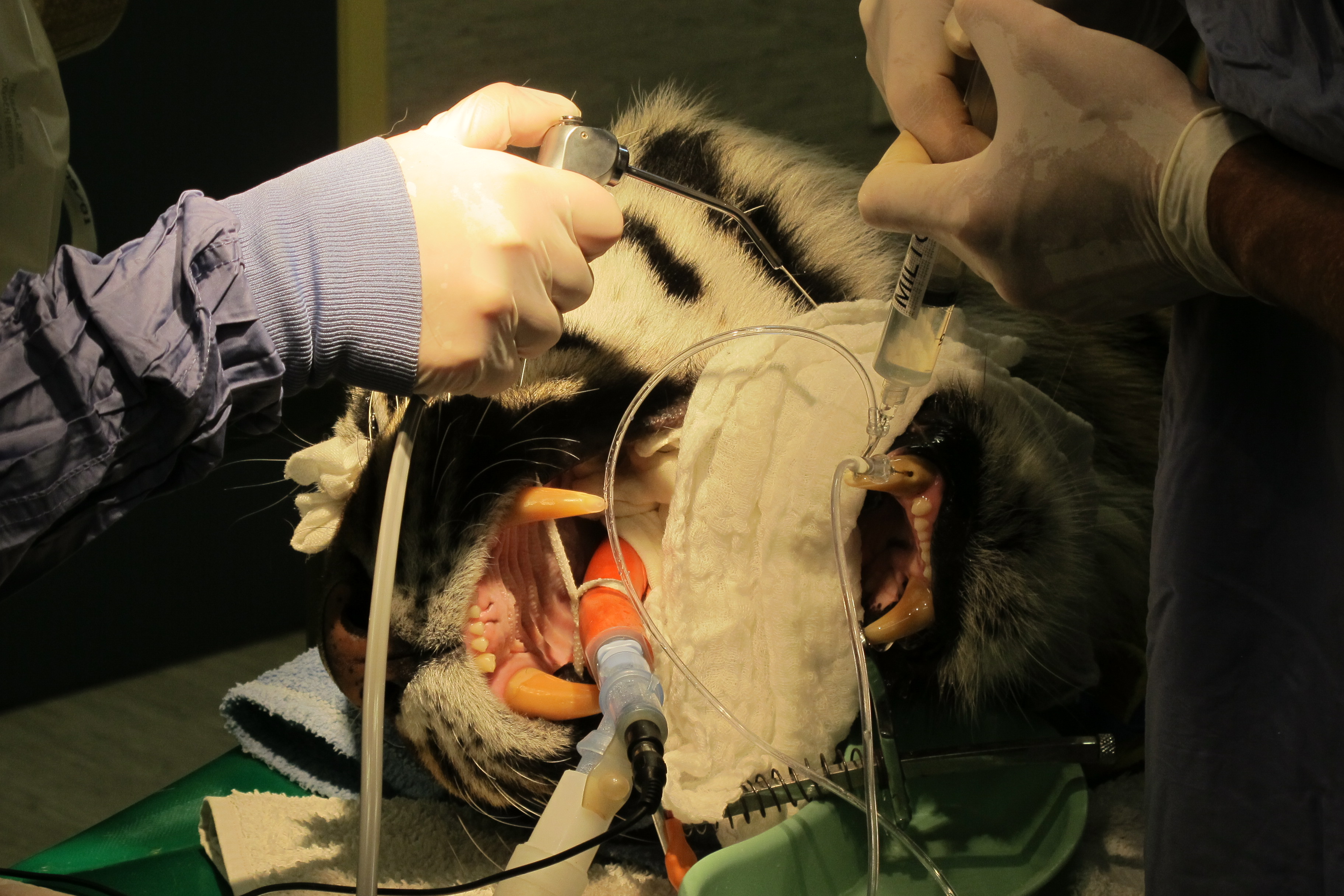 Russell Tucker doing dental surgery on a tiger