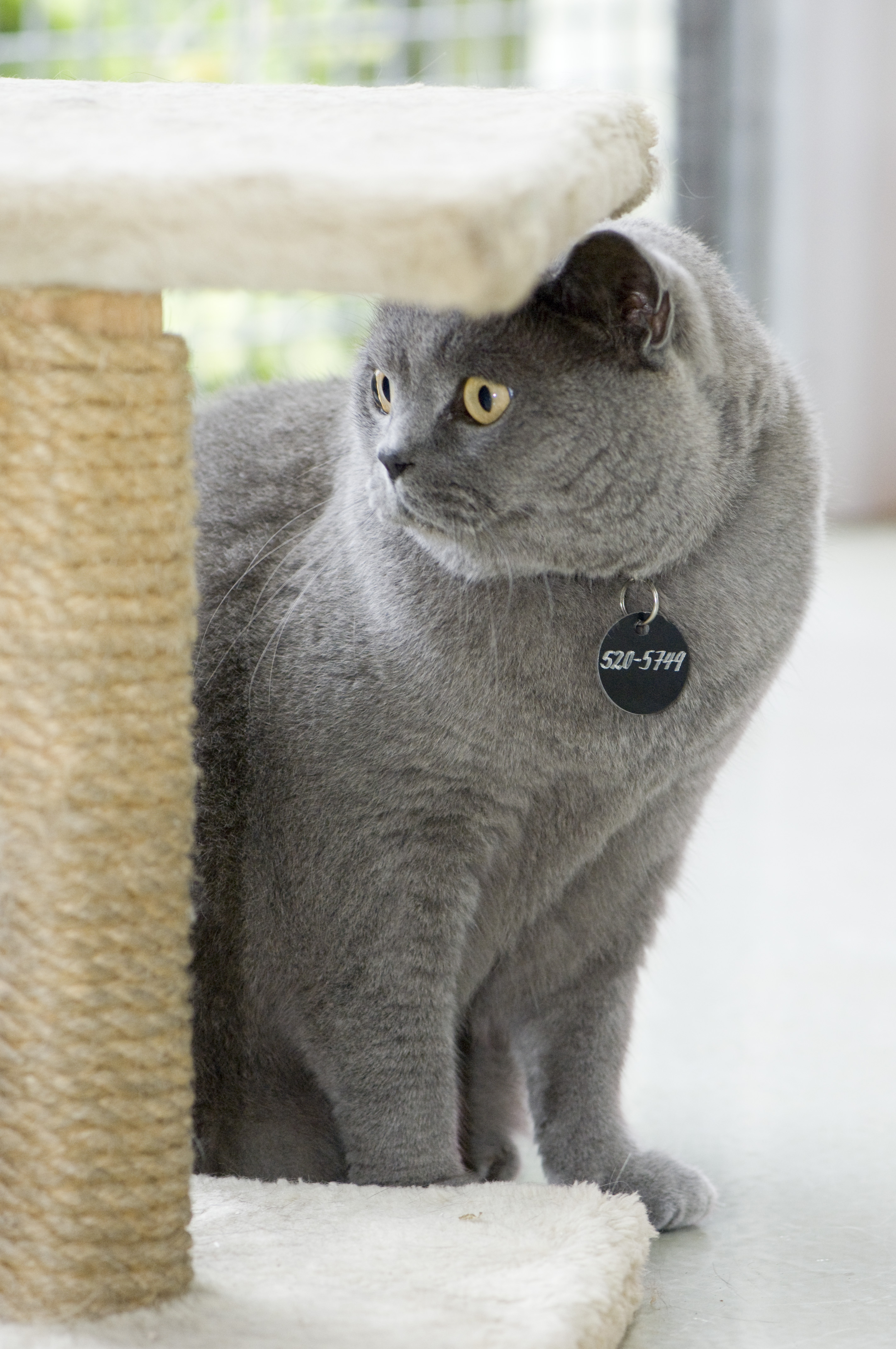A cat standing next to a scratching post