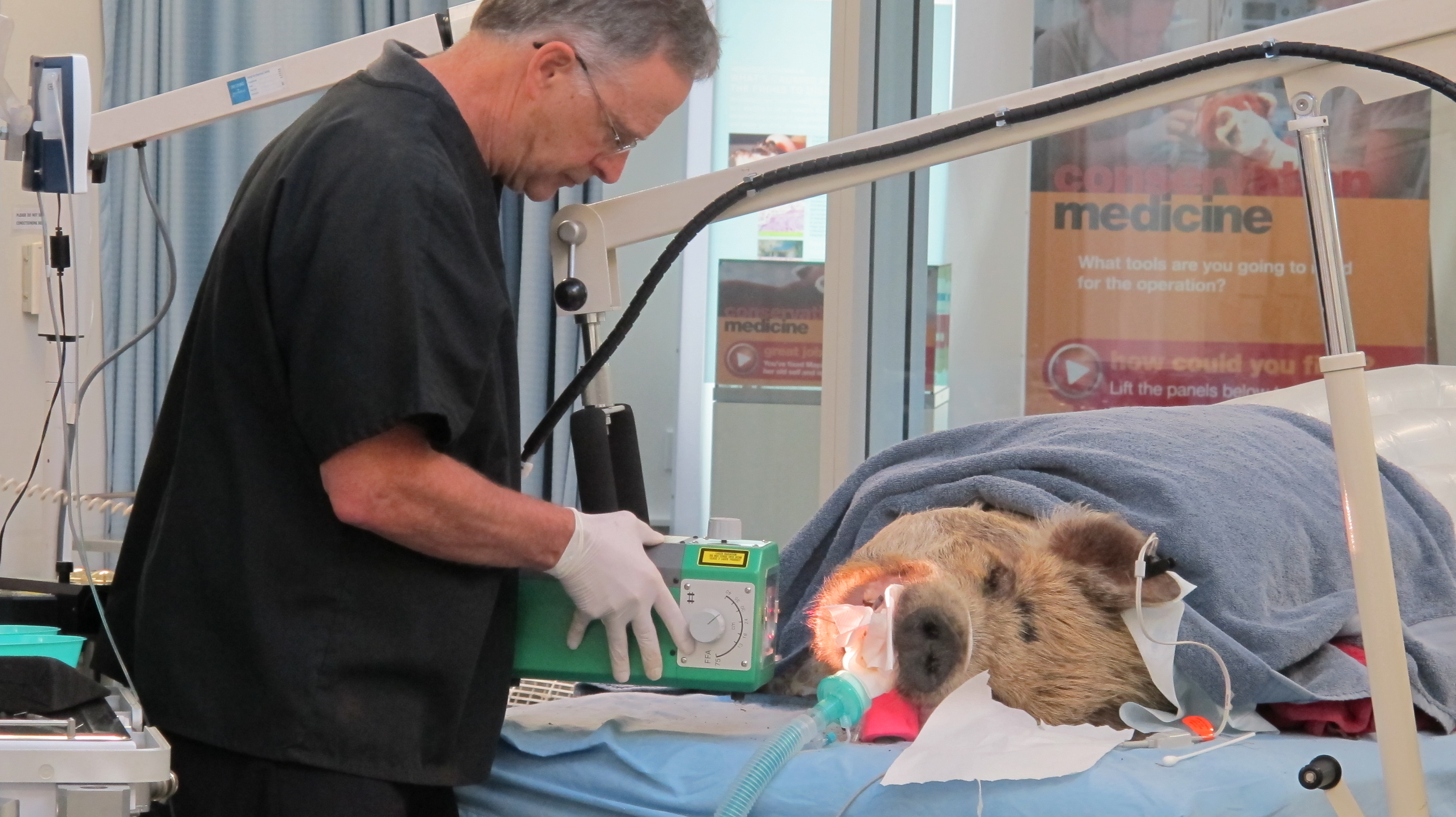 Kune Kune pig having dental surgery