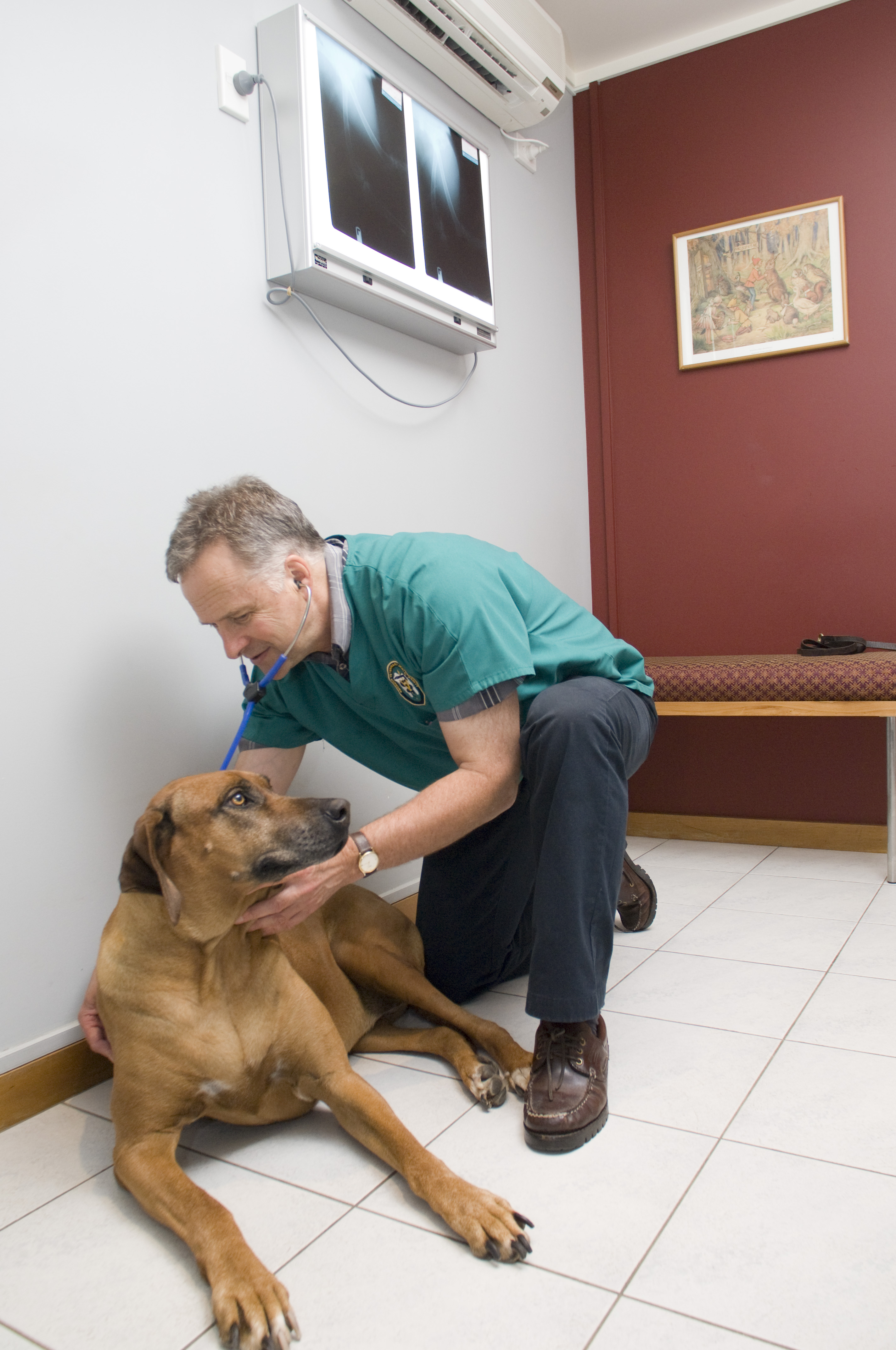 Russell Tucker examining a dog in his surgery