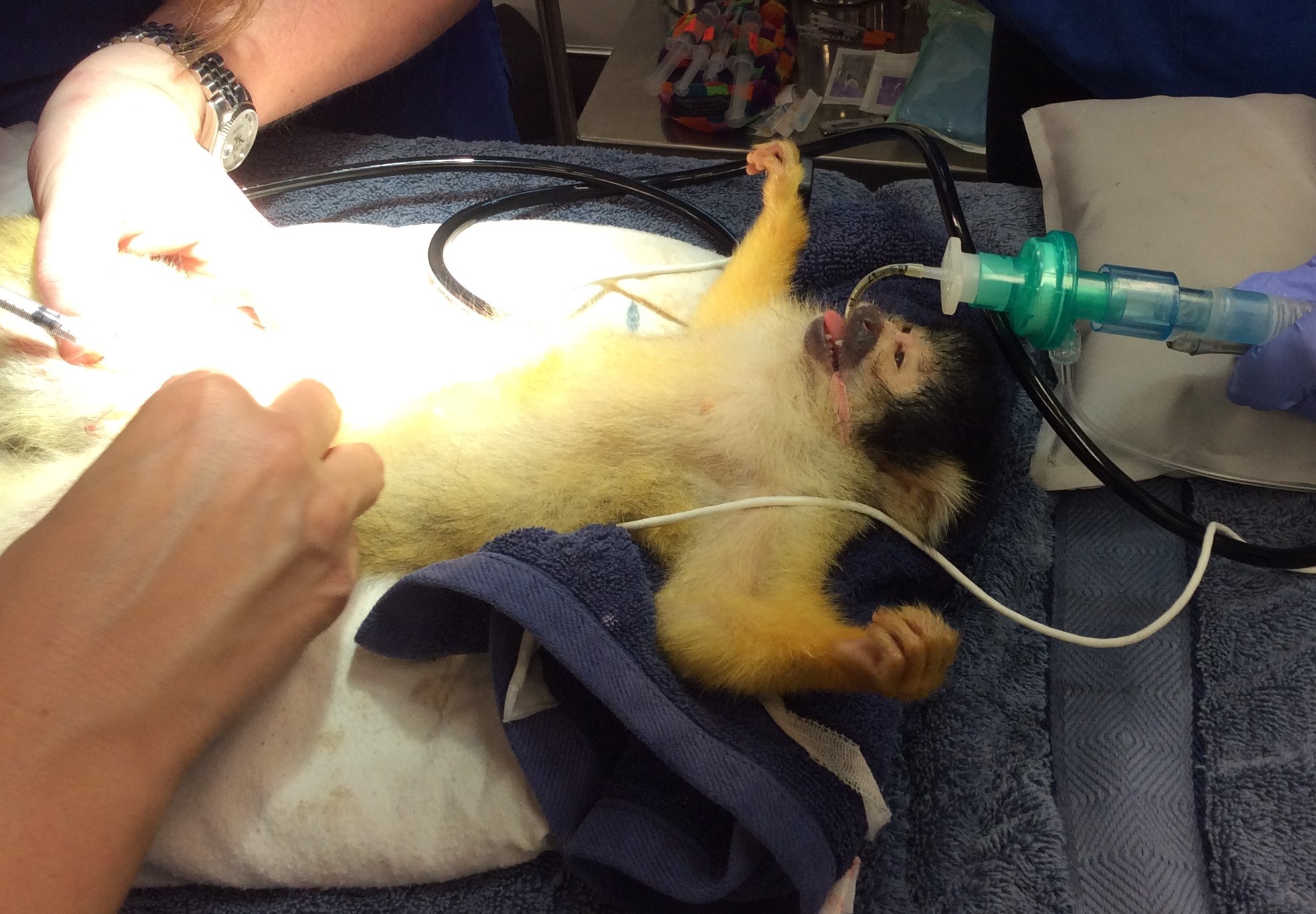 Squirel Monkey under anesthetic