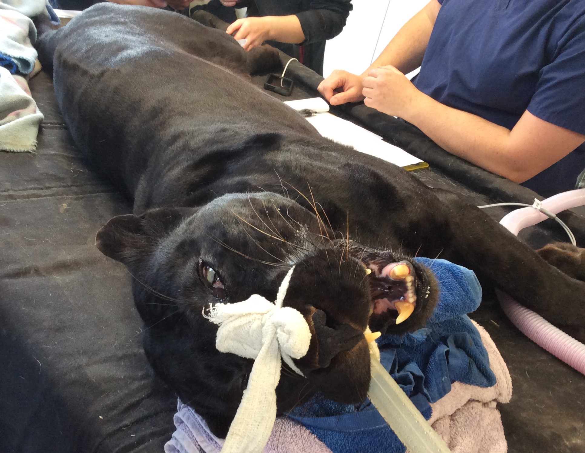 Black leopard having dental surgery