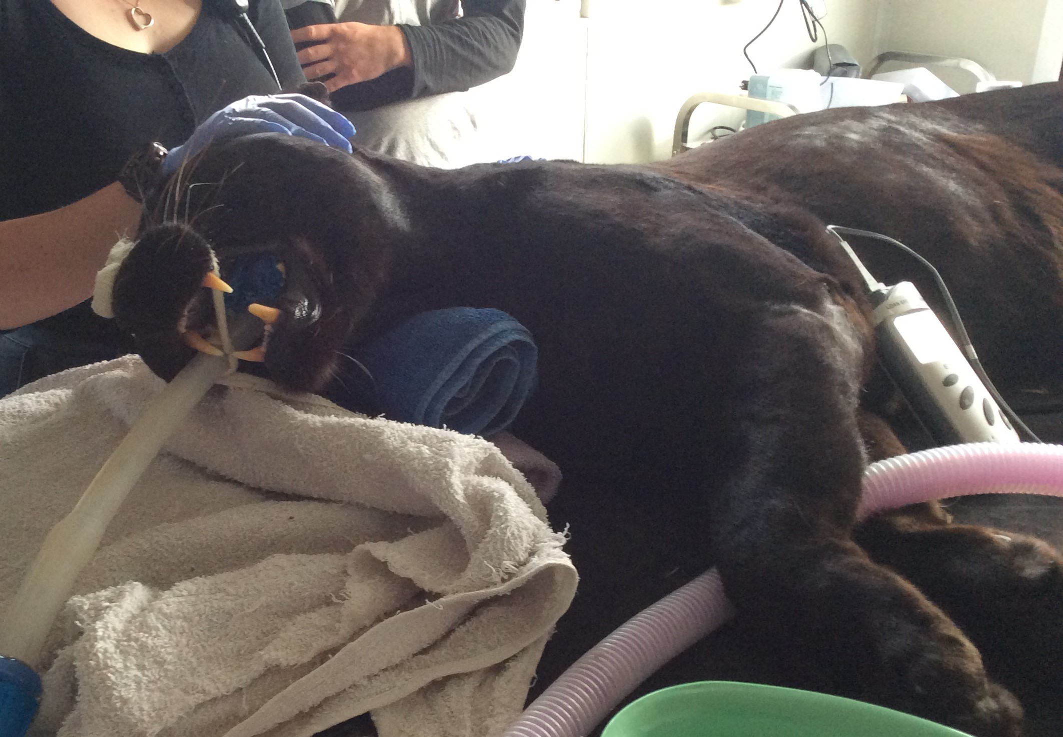 Black leopard having dental surgery