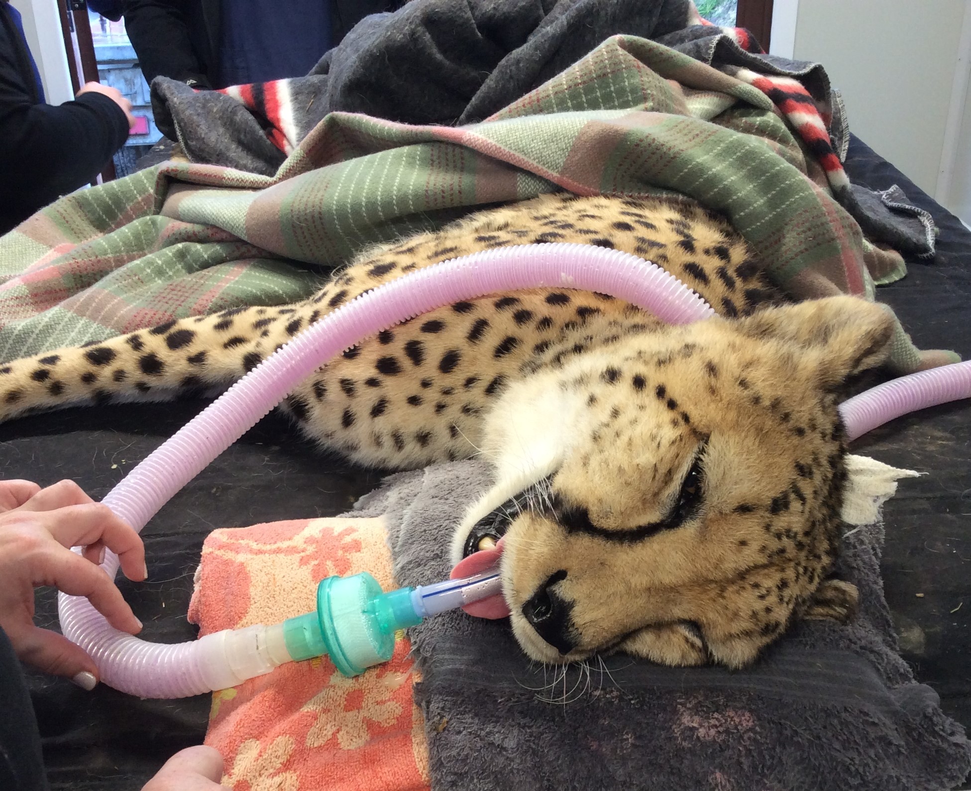 Cheetah having dental surgery