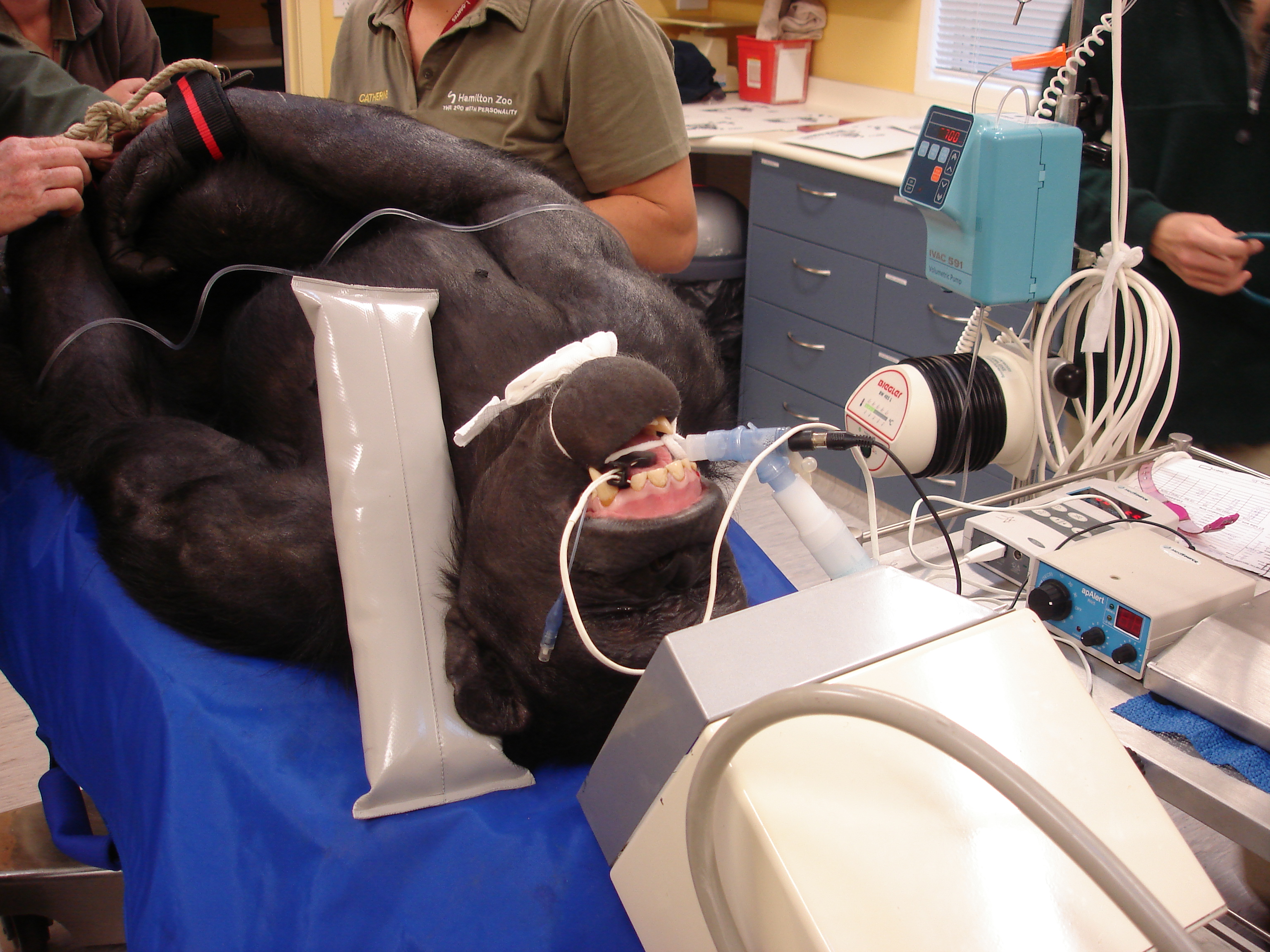 chimpanzee having dental surgery