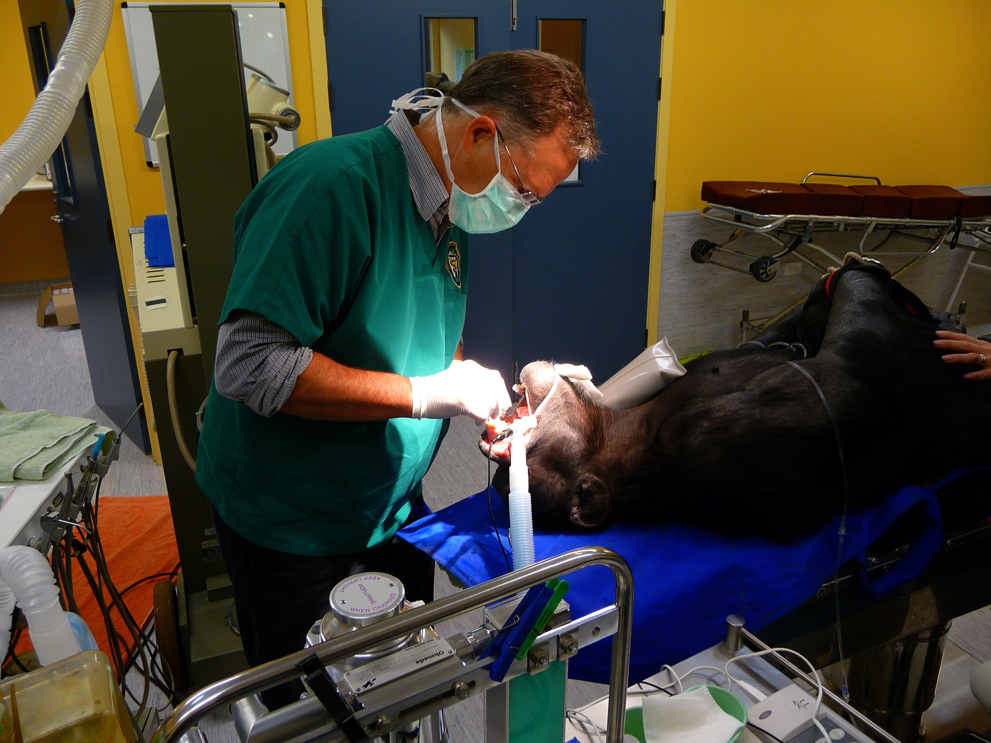 Russell Tucker doing dental surgery on a chimpanzee