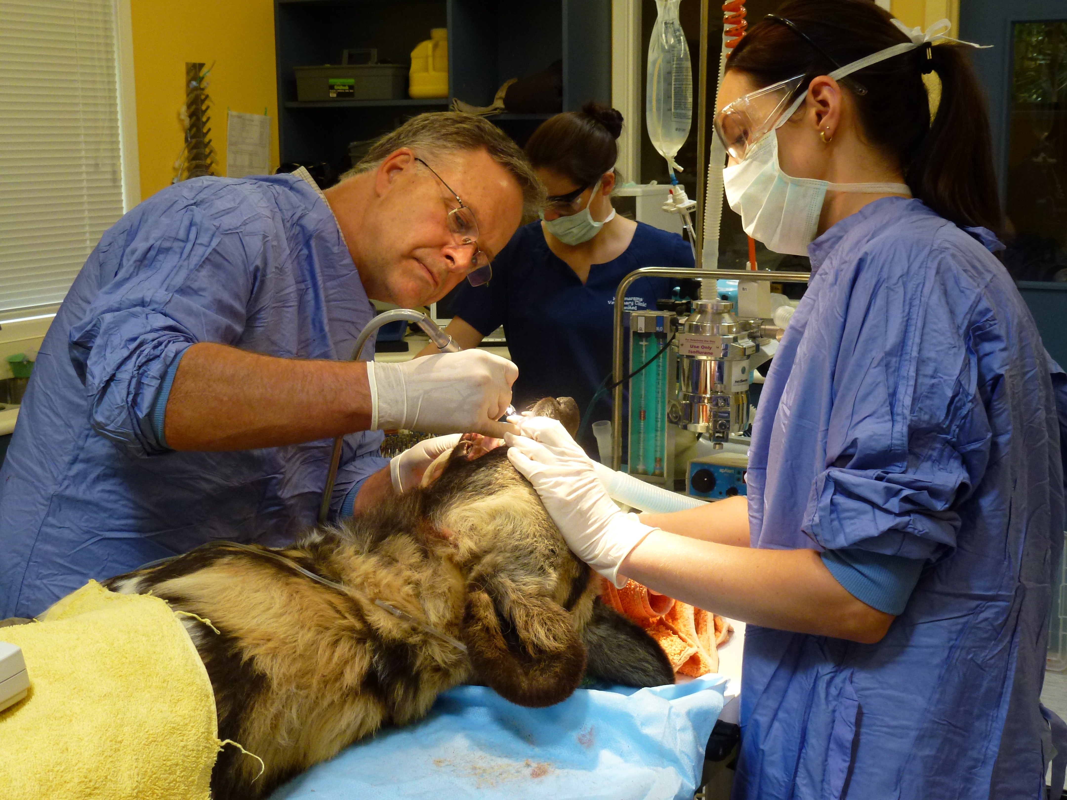 Russell Tucker doing dental surgery on a wild dog