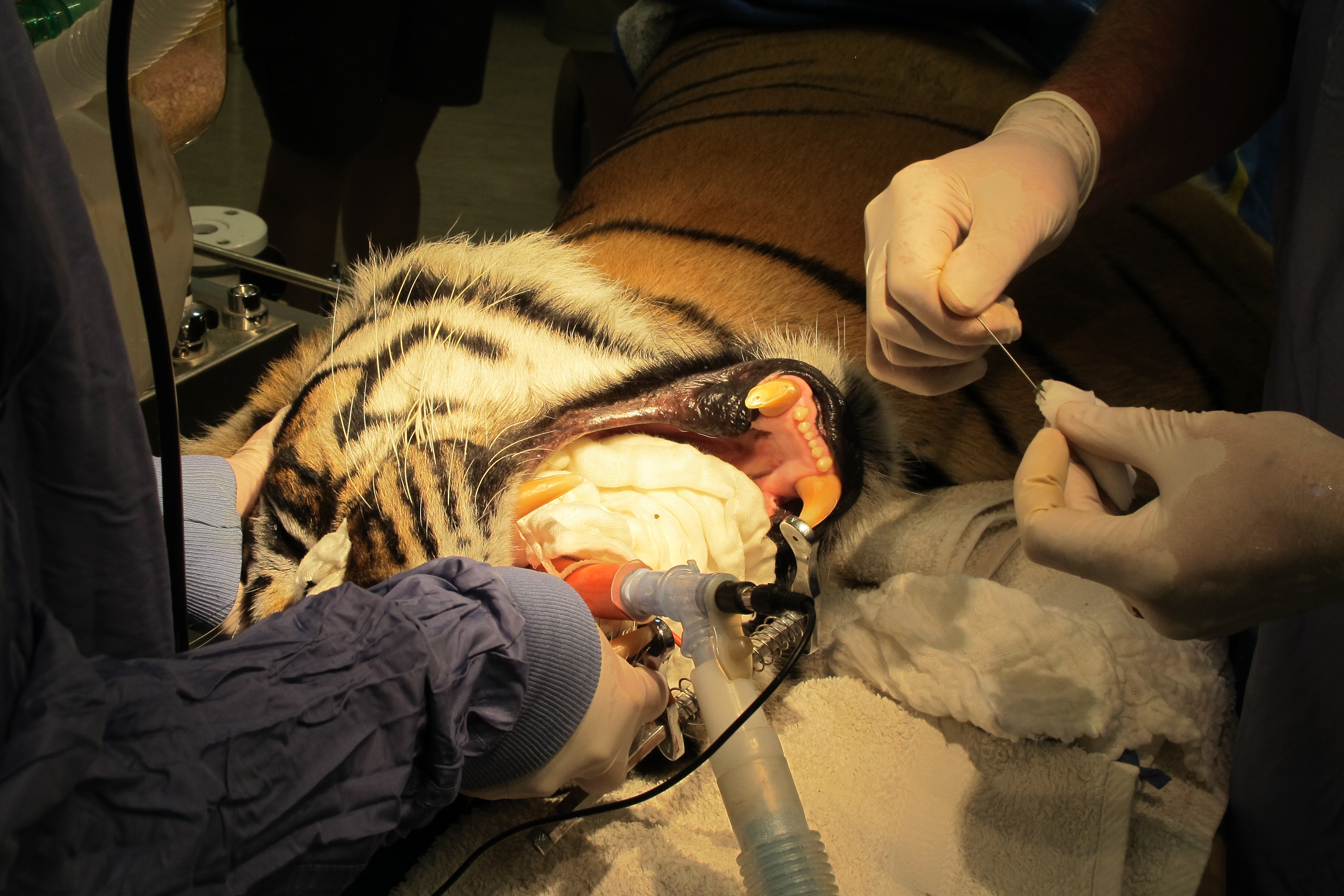 Russell Tucker doing dental surgery on a tiger
