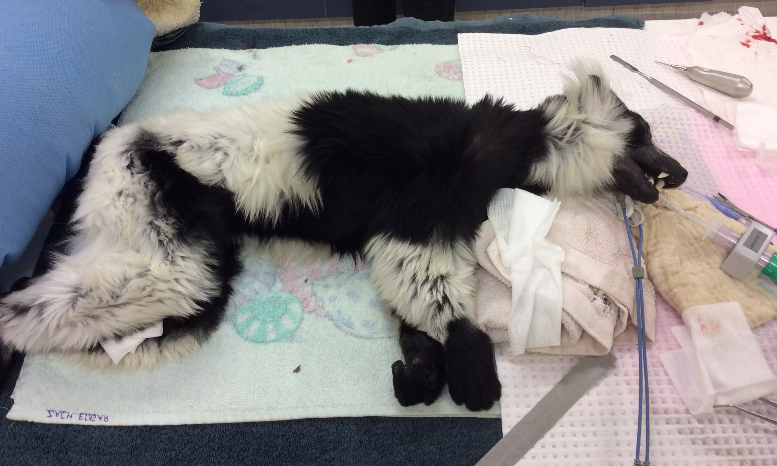 Lemur under anesthetic 