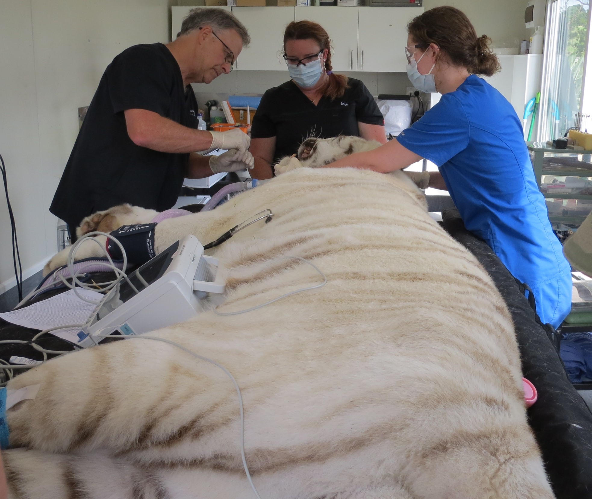 Russell Tucker doing dental surgery on a white lion
