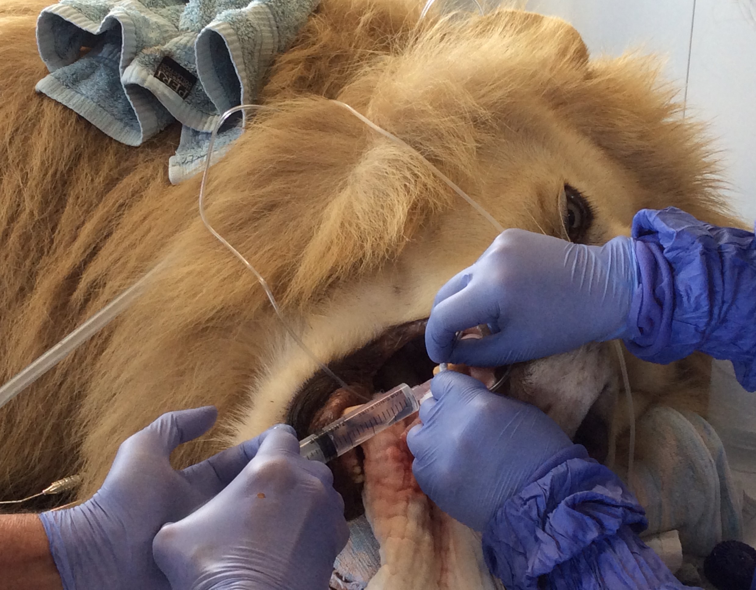 Russell Tucker doing dental surgery on a lion