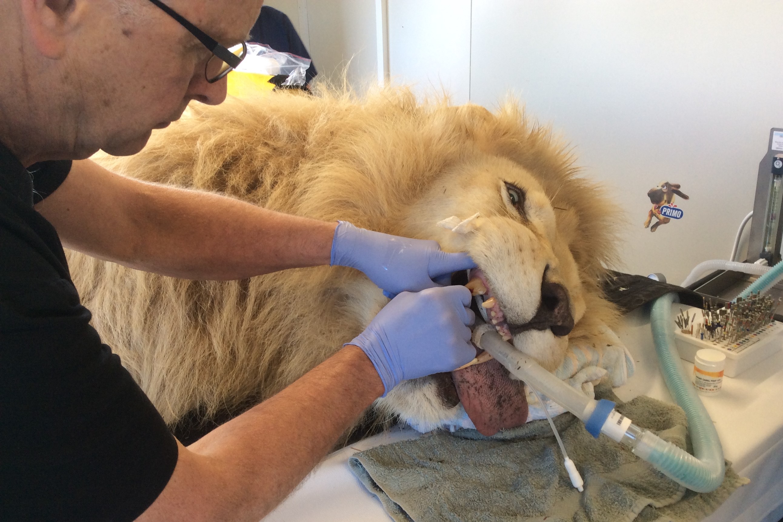 Russell Tucker doing dental surgery on a lion