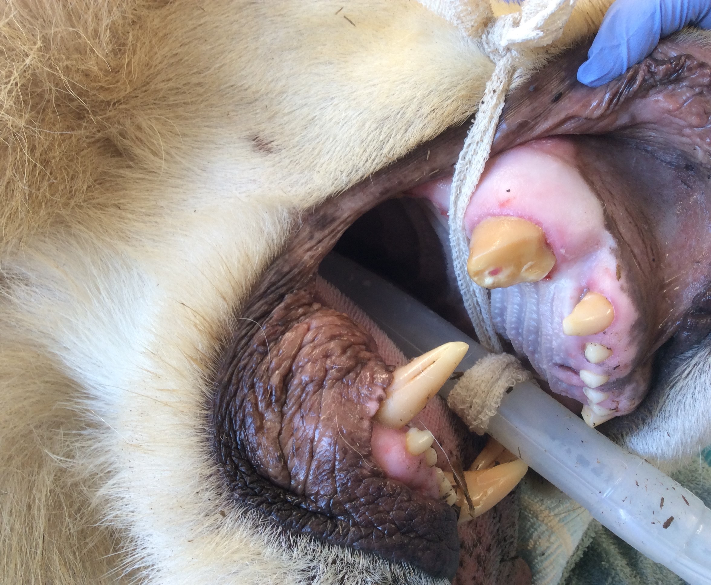 Russell Tucker doing dental surgery on a lion