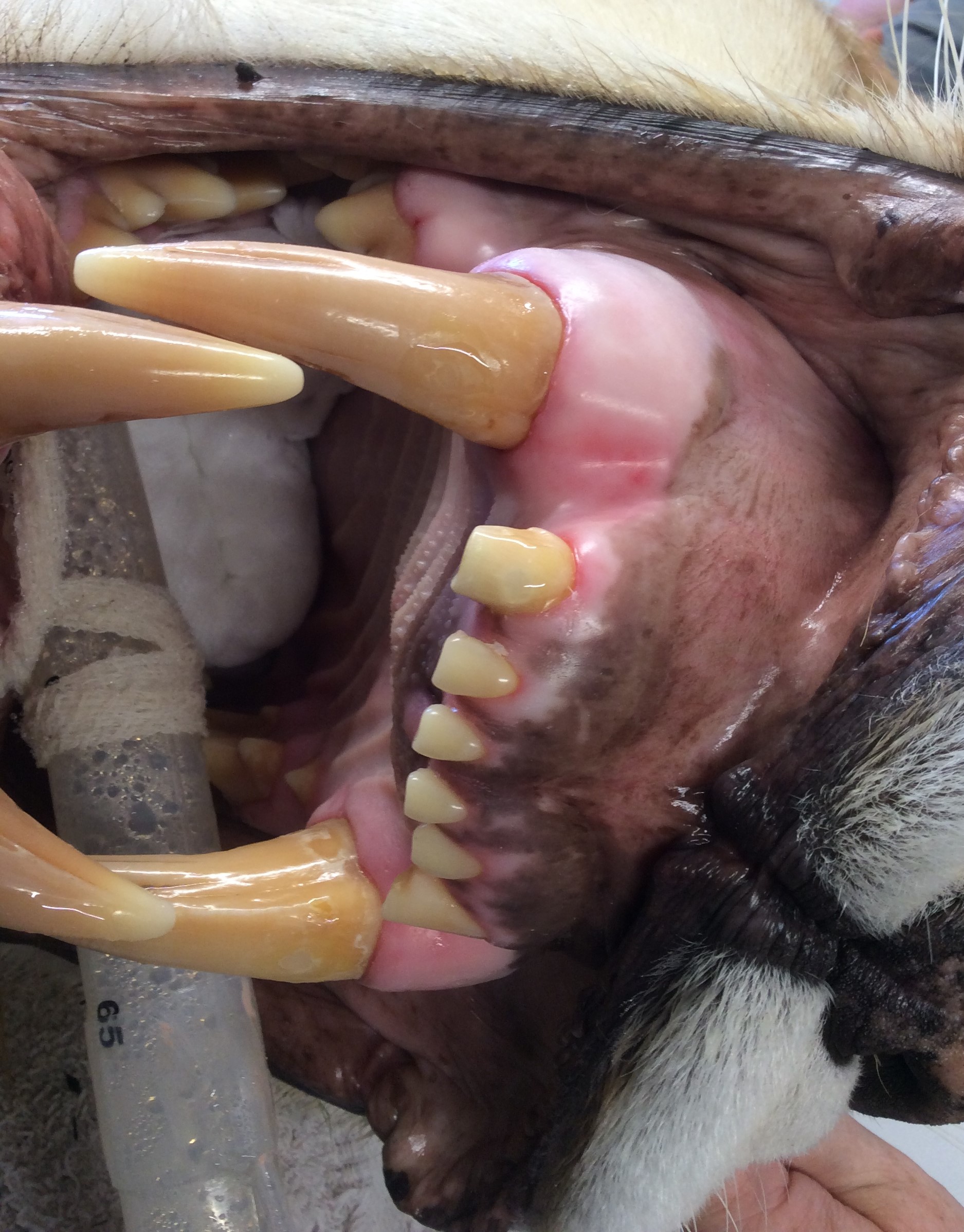 Russell Tucker cleaning a lions teeth