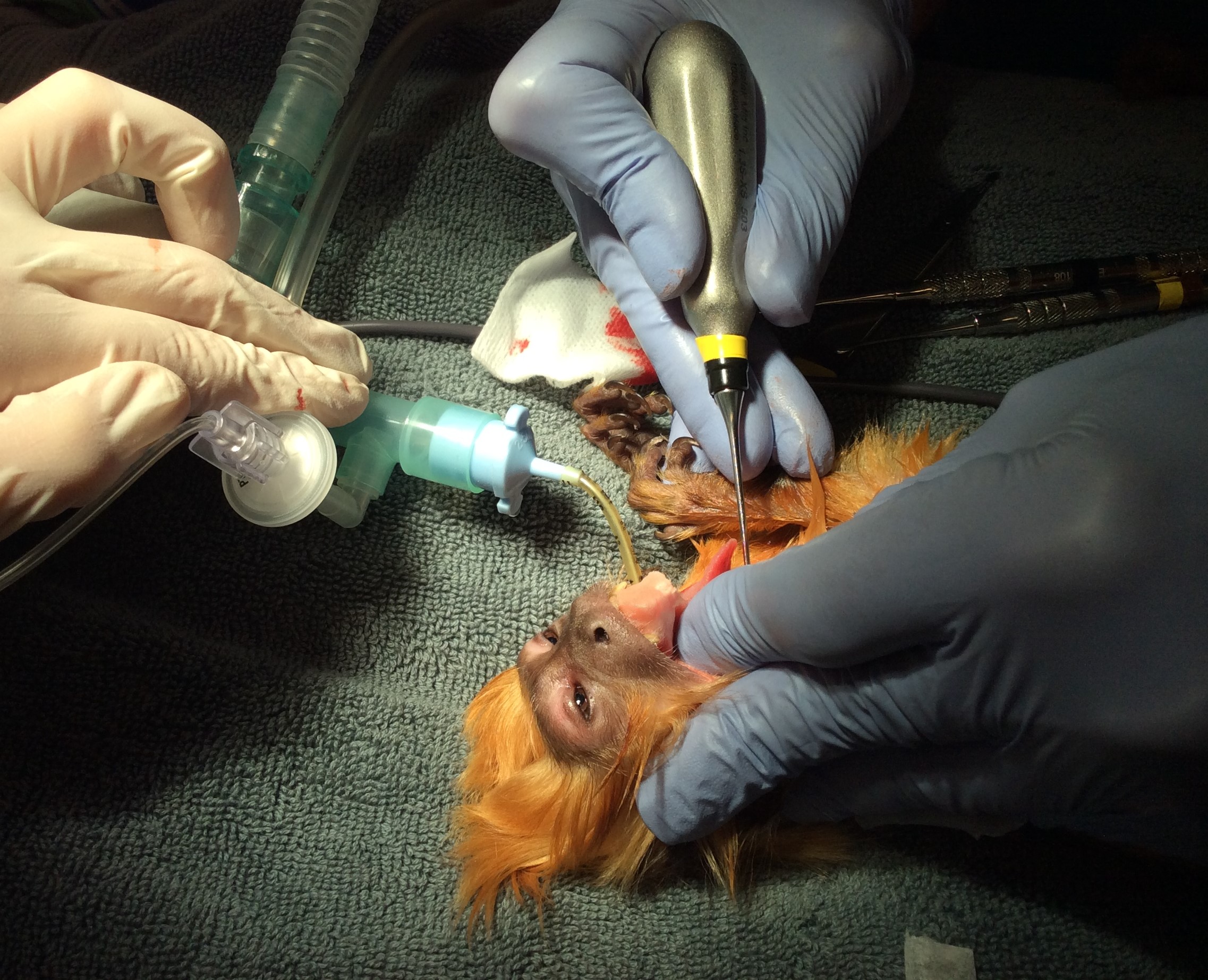 Russell Tucker doing dental surgery on a marmoset monkey