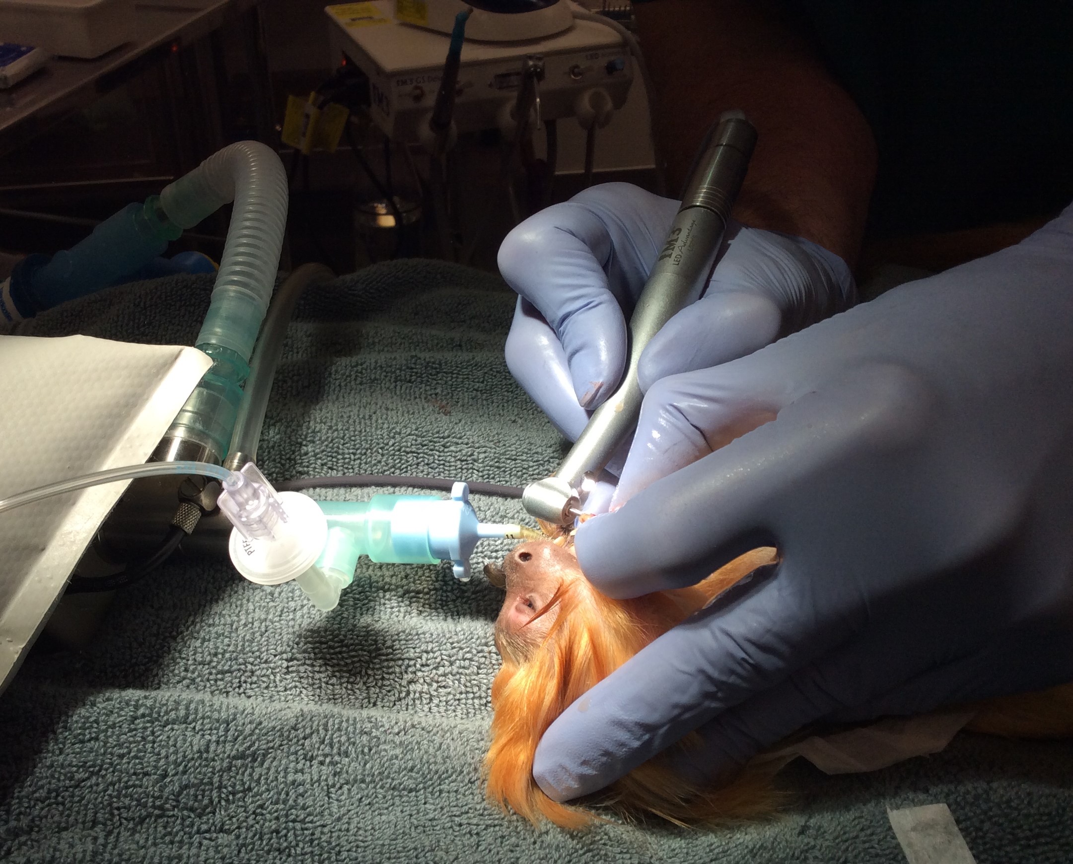 Russell Tucker doing dental surgery on a marmoset monkey
