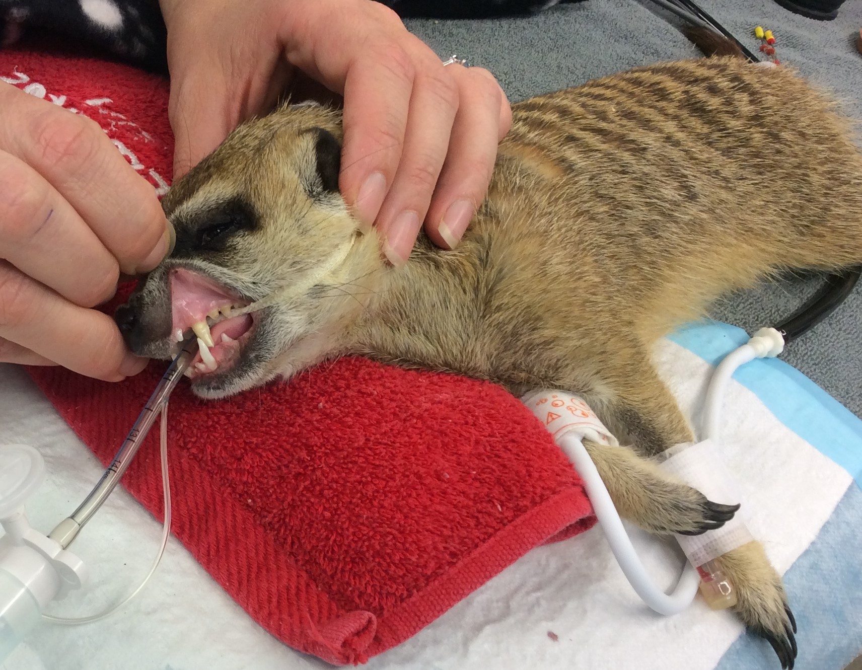 Meerkat having dental surgery