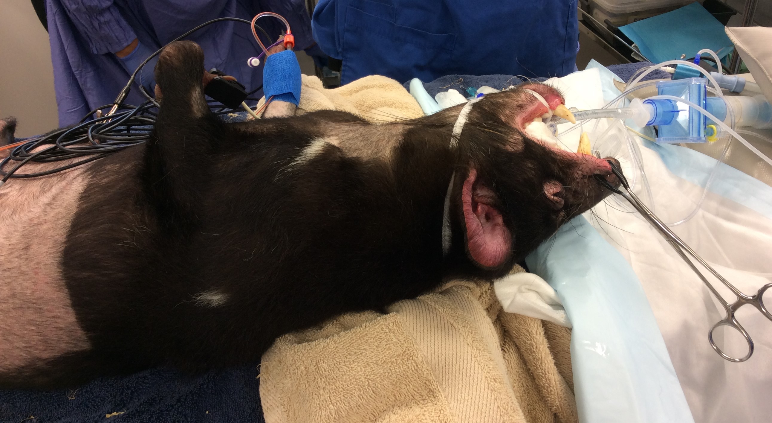 Russell Tucker doing dental surgery on a tasmanian devil 