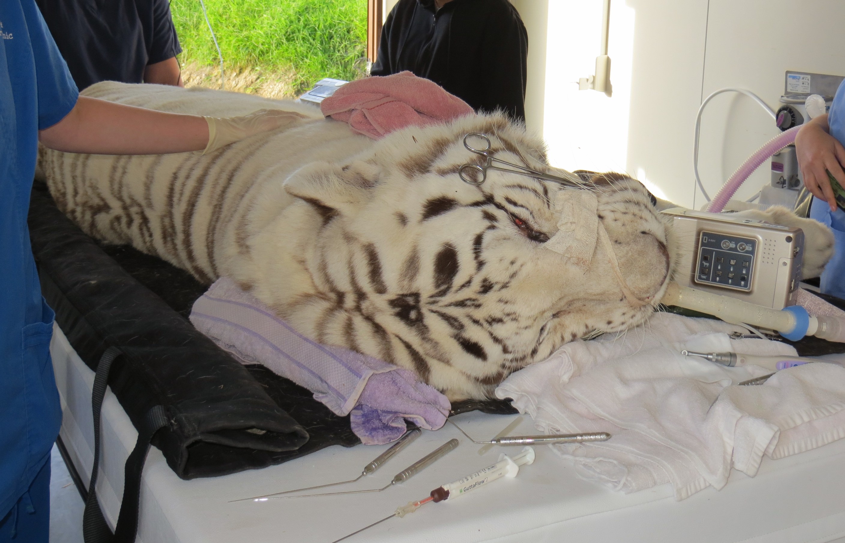 Russell Tucker doing dental surgery on a white tiger