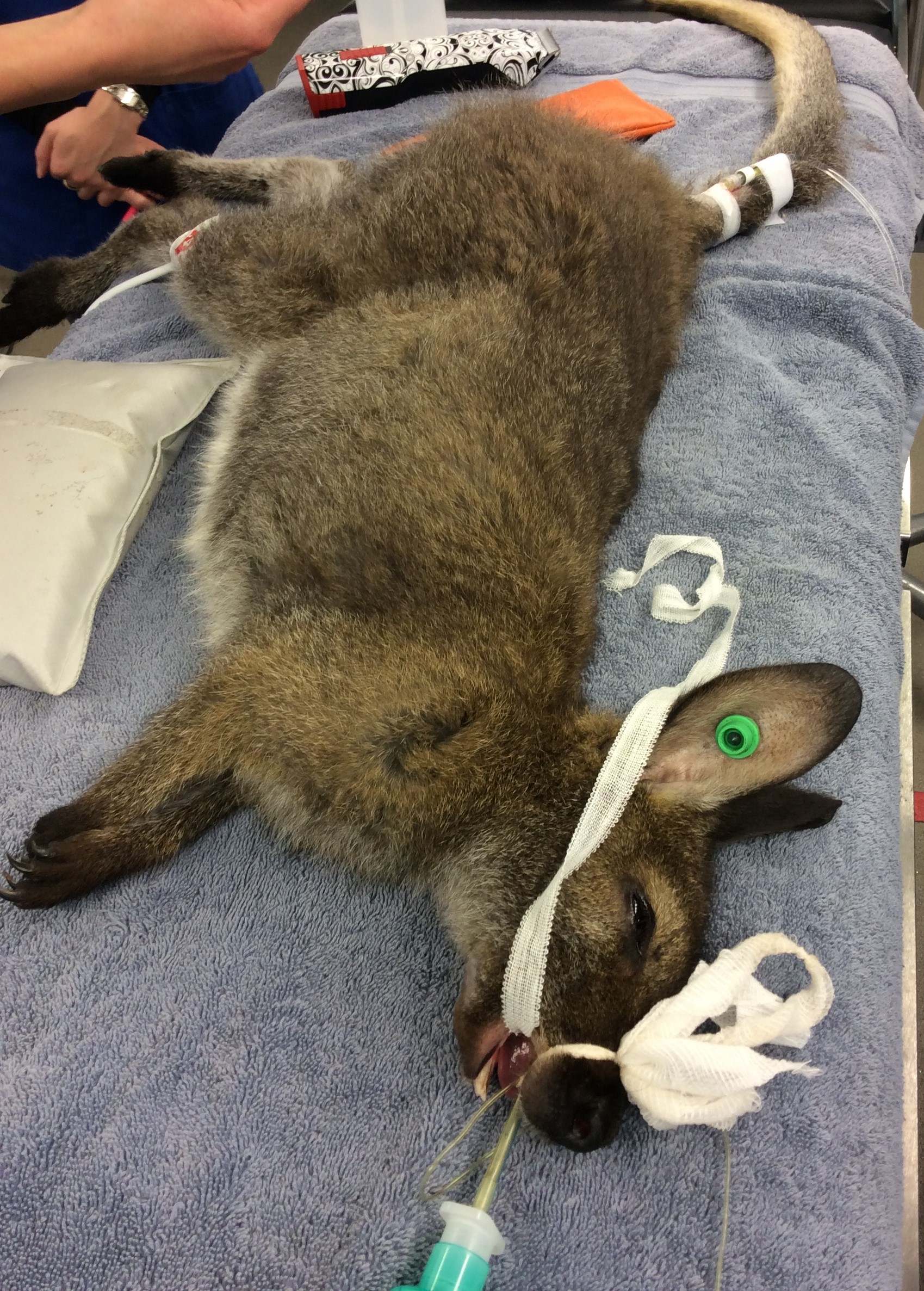 Russell Tucker doing dental surgery on a wallaby