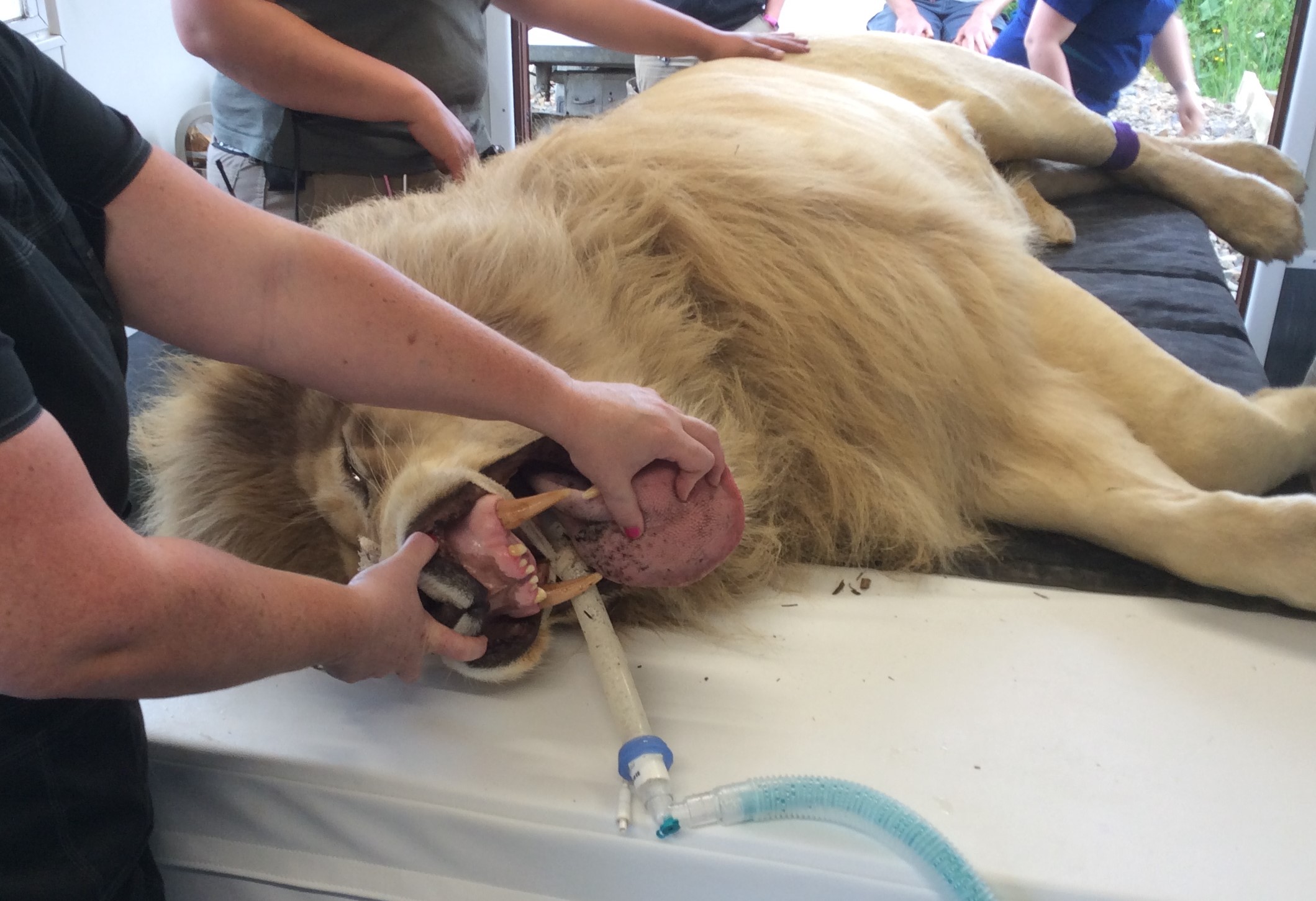 Russell Tucker doing dental surgery on a white tiger
