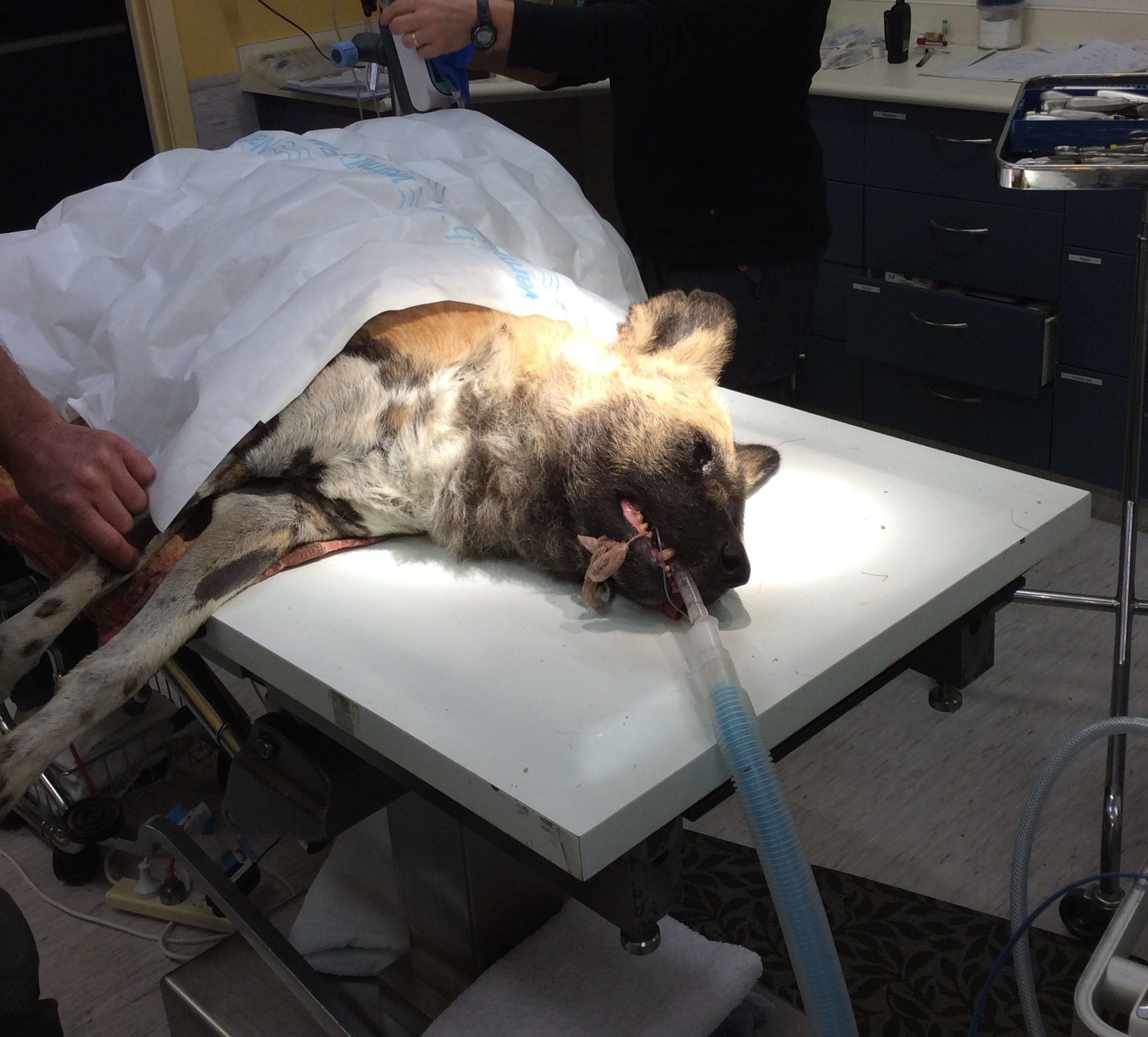 Russell Tucker doing dental surgery on a wild dog